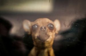 How to Recognize and Help Dogs With Severe Anxiety How to Recognize and Help Dogs With Severe Anxiety