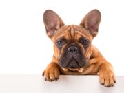 How to Write a Pet Resume for Landlords How to Write Dog's Pet Resume for Landlords