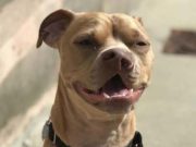 Pit Bull With Odd Nose Finally Finds a Forever Family Pit Bull With Odd Nose Finally Finds Forever Family