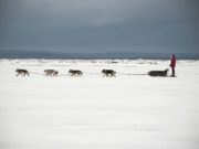 Sled Dogs in Greenland are Becoming Extinct, Report Says Sled Dogs in Greenland are Becoming Extinct, Report Says