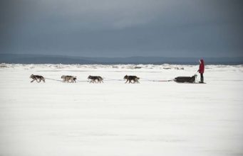 Sled Dogs in Greenland are Becoming Extinct, Report Says Sled Dogs in Greenland are Becoming Extinct, Report Says