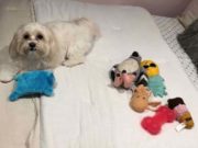 Sweet Pup Planned a Surprise Playdate for Her Human Sweet Pup Planned a Surprise Playdate for Her Human