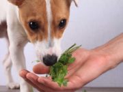 The 3 Best Herbs to Naturally Treat Your Dog’s Upset Stomach The 3 Best Herbs to Naturally Treat Your Dog's Upset Stomach