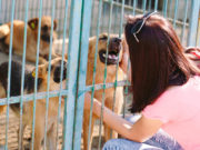 TOP #63: The ‘No-Kill Initiative’ and How to Help Dogs in Shelters The No-Kill Initiative and How to Help Dogs in Shelters