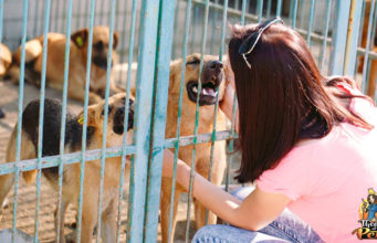 TOP #63: The ‘No-Kill Initiative’ and How to Help Dogs in Shelters The No-Kill Initiative and How to Help Dogs in Shelters