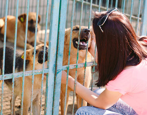 TOP #63: The ‘No-Kill Initiative’ and How to Help Dogs in Shelters The No-Kill Initiative and How to Help Dogs in Shelters