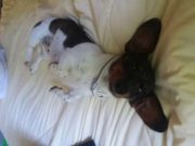 This Poor Dog Became Homeless After Owners Had a Baby This Poor Dog Becomes Homeless After Owners Had a Baby