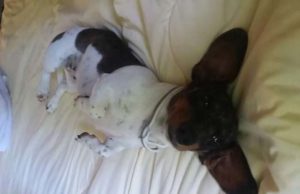 This Poor Dog Became Homeless After Owners Had a Baby This Poor Dog Becomes Homeless After Owners Had a Baby