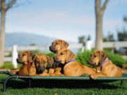 50 Tough Dog Beds (Indestructible or Non-Flattening) Top 50 Most Tough Dog Beds