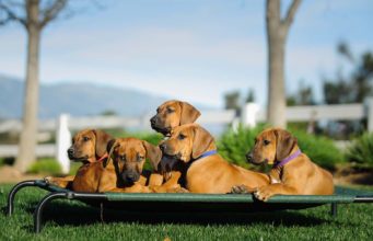50 Tough Dog Beds (Indestructible or Non-Flattening) Top 50 Most Tough Dog Beds