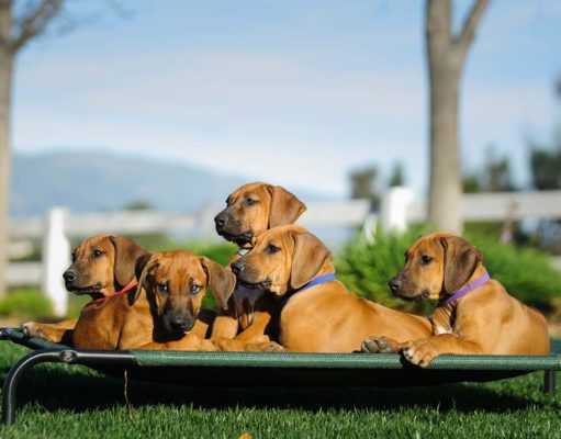 50 Tough Dog Beds (Indestructible or Non-Flattening) Top 50 Most Tough Dog Beds