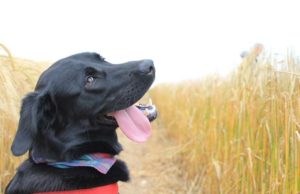 What Causes Dogs to Pant Excessively? What Causes Dogs to Pant Excessively