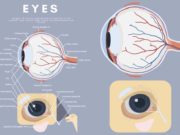 What Colors Do Dogs See? What Colors Do Dogs See