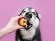What Fruits Can Dogs Eat? Fruits, like Apples, are good chocolate alternatives for dogs