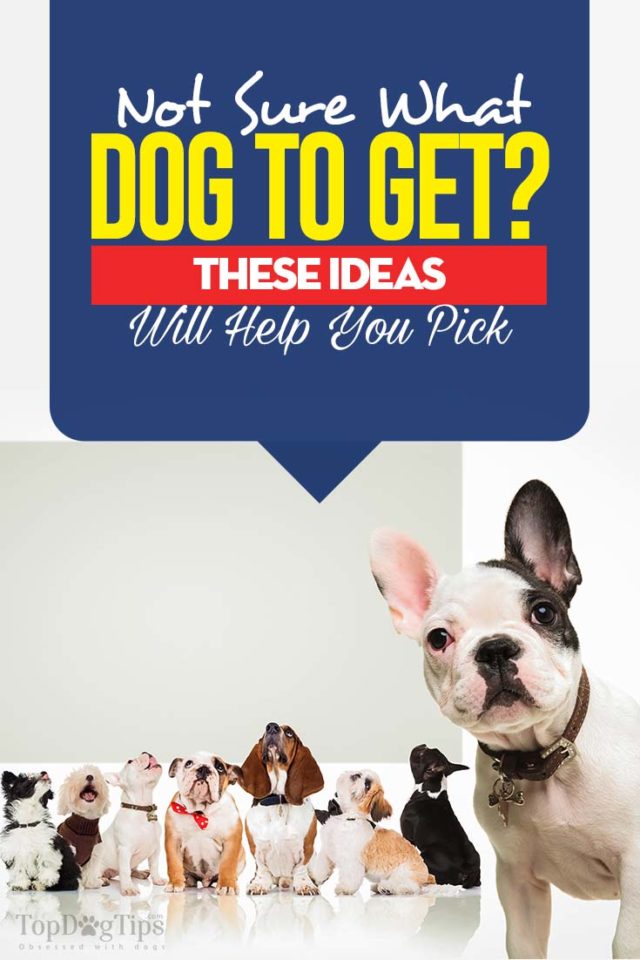 What Kind of Dog Should I Get? Here Are Some Ideas for Future Adopters