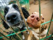 What Kind of Dog Should I Get? Here Are Some Ideas for Future Adopters What Kind of Dog Should I Get - Here Are Some Ideas for Future Adopters