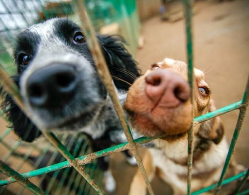 What Kind of Dog Should I Get? Here Are Some Ideas for Future Adopters What Kind of Dog Should I Get - Here Are Some Ideas for Future Adopters