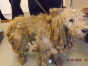 15 Separately Abandoned Matted Dogs May Be Linked, Authorities Say A severely matted dog that needs shaving