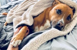 25 Ways to Be a Responsible Dog Owner 25 Ways to Be a Responsible Dog Owner