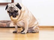 30 Ways to Entertain a Bored Dog 30 Ways to Entertain a Bored Dog