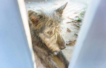 5 Tips to Naturally Help Dogs with Anxiety 5 Tips to Naturally Help Dogs with Anxiety