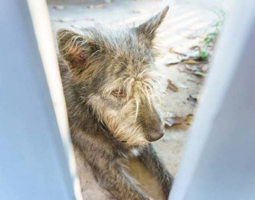 5 Tips to Naturally Help Dogs with Anxiety 5 Tips to Naturally Help Dogs with Anxiety