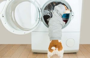 6 Cleaning Products That May Be Poisoning Your Dog