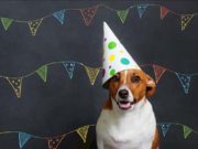 7 Dog Birthday Ideas 7 Dog Birthday Ideas