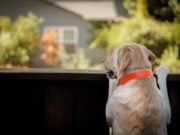 8 Dangers of Leaving Your Dog Home Alone for Long 8 Dangers of Leaving Your Dog Home Alone for Long featured image