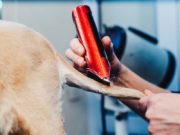 8 Tips on Buying and Safely Using Dog Hair Clippers 8 Tips on Buying and Safely Using Dog Hair Clippers featured image