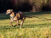 8 conseils pour apprendre à un chien à ne pas s'enfuir 8 conseils pour apprendre à un chien à ne pas s'enfuir et à marcher sans laisse en toute sécurité