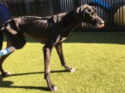 Tied to a Pole for Weeks, a Starving Dog Had to Chew off His Own Foot to Survive A Couple Forced a Sick and Starving Dog to Chew Off His Own Foot to Survive