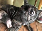 Abused French Bulldog from Puppy Mill Shows the True Meaning of Resilience Abused French Bulldog from Puppy Mill Shows the True Meaning of Resilience