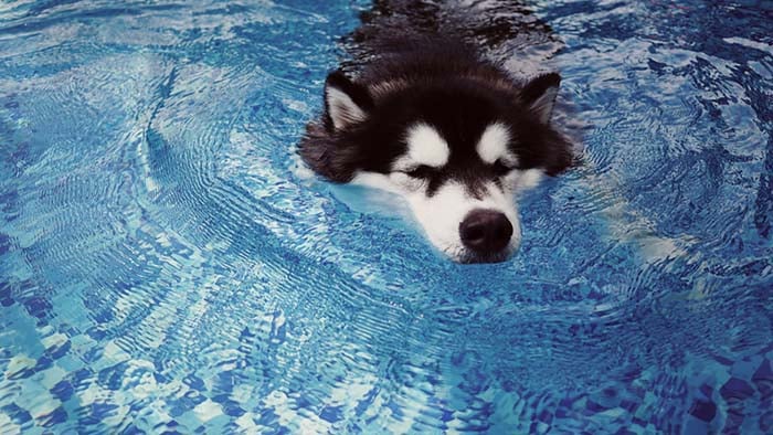 Alaskan Malamute dogs are some of the worst swimmers