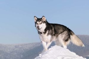 Alaskan Malamute is among the true masculine dog breeds