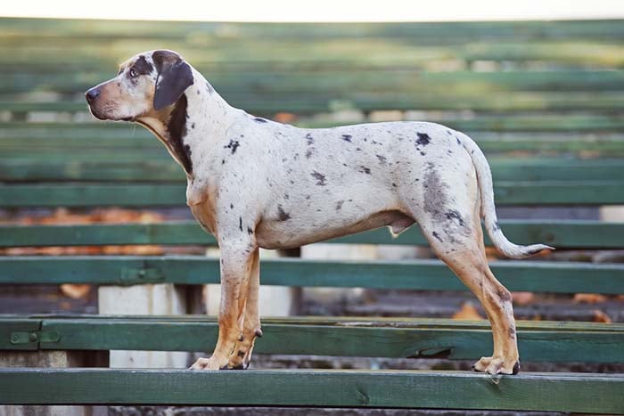 20 Most Truly American Dog Breeds