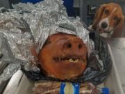 Border Patrol Beagle Defends Us Against African Swine Fever Border Patrol Beagle Defends Us Against African Swine Fever