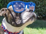 From Sea to Shining Fur: Meet America’s 20 Most Iconic Dog Breeds Top The 20 Most American Dog Breeds