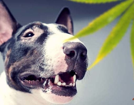 TOP #67: CBD for Dogs – What You Must Know CBD for Dogs - What You Must Know