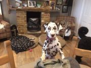 Dalmatian Puppy with Deadly Disease Purchased Online Gets a Second Chance with New Mom Dalmatian Puppy with Deadly Disease Purchased Online Gets a Second Chance with New Mom