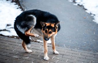 Dog Allergies More Severe Than Normal This Fall, Veterinarians Say Dog Allergies More Severe Than Normal This Fall, Veterinarians Say
