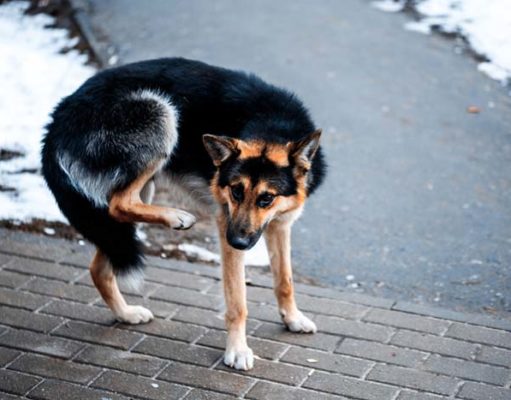 Dog Allergies More Severe Than Normal This Fall, Veterinarians Say Dog Allergies More Severe Than Normal This Fall, Veterinarians Say