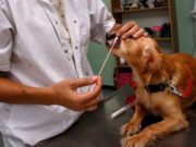 Dog DNA Tests Not Always Accurate for Pet Health Decisions, Scientists Say Dog DNA Tests Not Always Accurate for Pet Health Decisions, Scientists Say