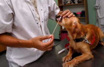 Dog DNA Tests Not Always Accurate for Pet Health Decisions, Scientists Say Dog DNA Tests Not Always Accurate for Pet Health Decisions, Scientists Say