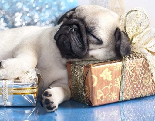 2024 Holidays Gift Guide for Dog Owners Holidays Gift Guide for Dog Owners