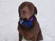 How to Make a Dog Bow Tie (No-Sew)