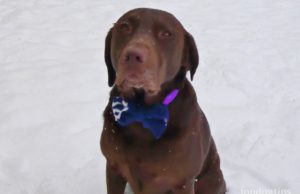 How to Make a Dog Bow Tie (No-Sew)