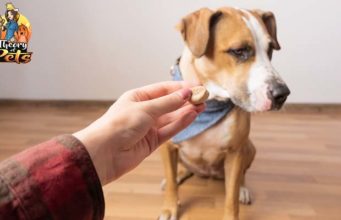 TOP #66: How to Feed and Satisfy Picky Eaters How to Feed Picky Eaters