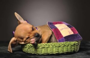 How to Get Your Dog to Sleep on a Dog Bed How to Get Your Dog to Sleep on a Dog Bed