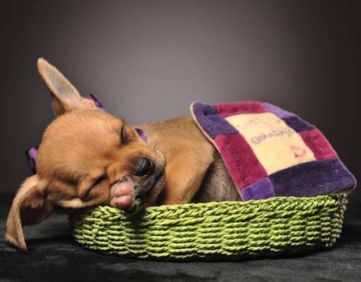 How to Get Your Dog to Sleep on a Dog Bed How to Get Your Dog to Sleep on a Dog Bed
